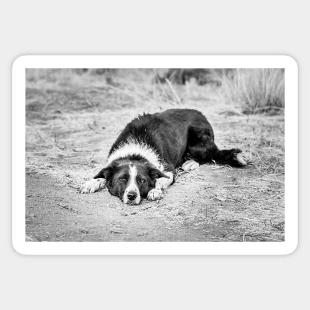 Black and White Border Collie Lying on Ground Sticker by Amy-K-Mitchell